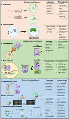 Bacterial effector kinases and strategies to identify their target host substrates